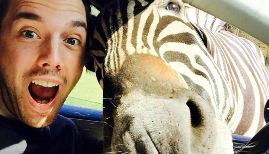 The author of "zelfi" returned to the famous zebra