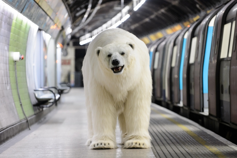 The bear was led through the streets The bear was led through the streets
