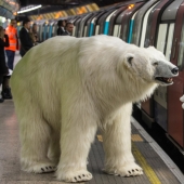The bear was led through the streets