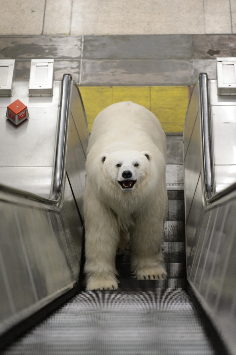 The bear was led through the streets The bear was led through the streets