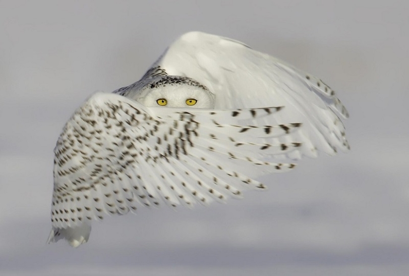 The best animal photos from around the world this week