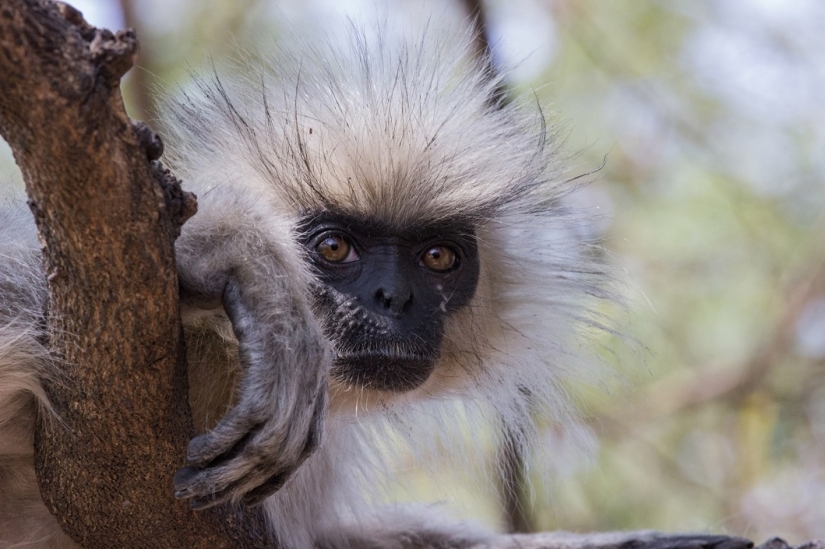 The best animal photos from around the world this week