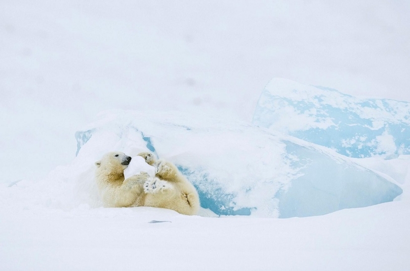 The best animal photos from around the world this week