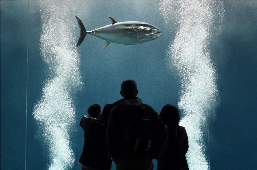 The best animal photos from around the world this week