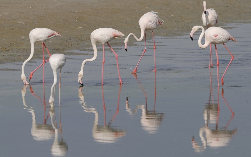 The best animal photos from around the world this week