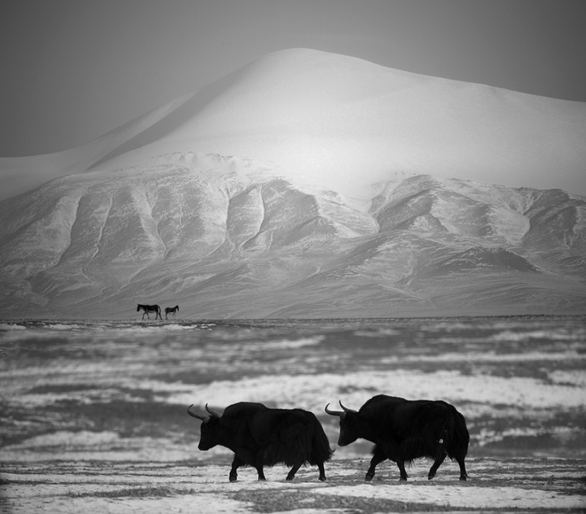 The best black and white photos of 2016