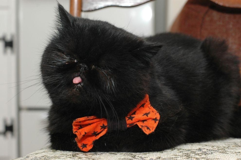 The best cat of this season is Blueberry