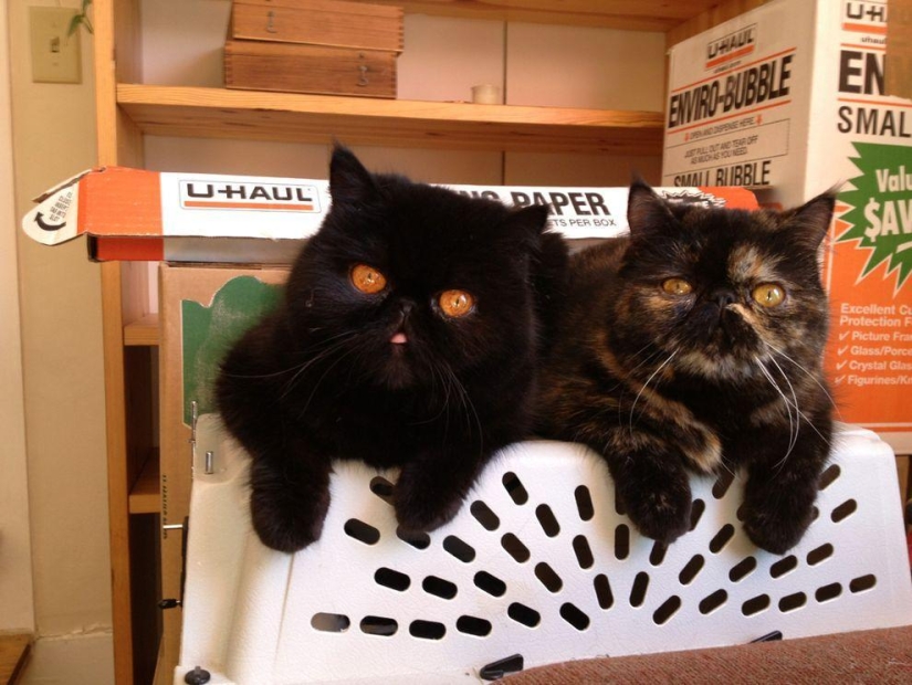 The best cat of this season is Blueberry