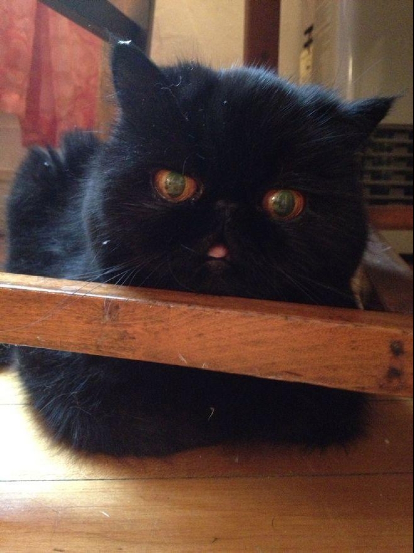 The best cat of this season is Blueberry