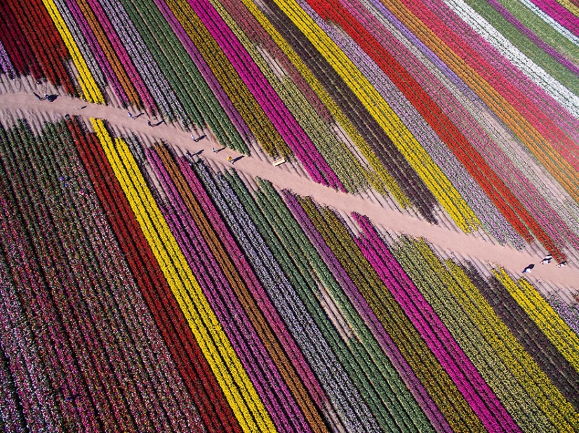 The best photos of 2016 taken by drones