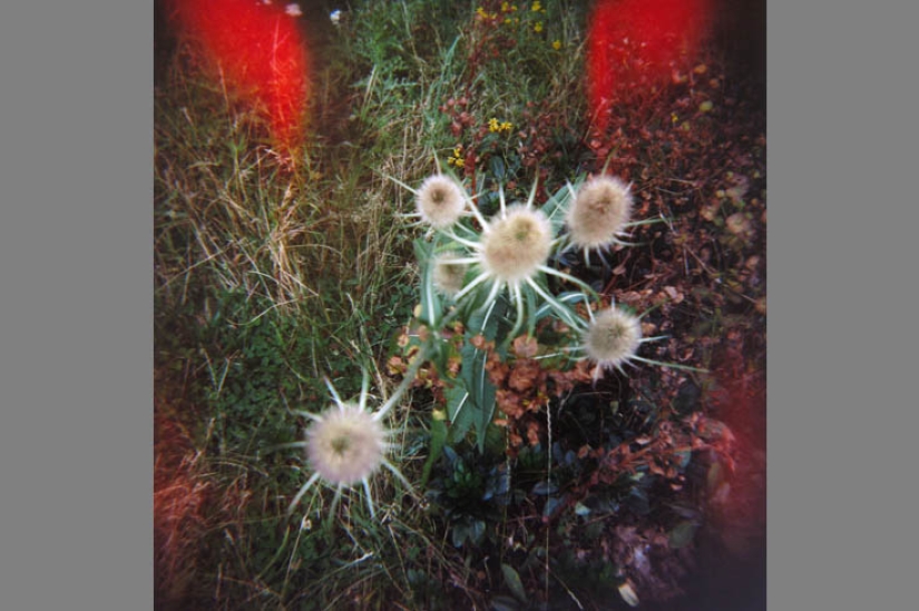 The best photos of the year taken with bad and cheap cameras The best photos of the year taken with bad and cheap cameras