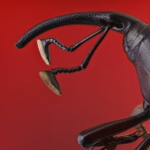 The Best Shots Of The Animal Kingdom, As Announced By The EISA Maestro Awards 2023