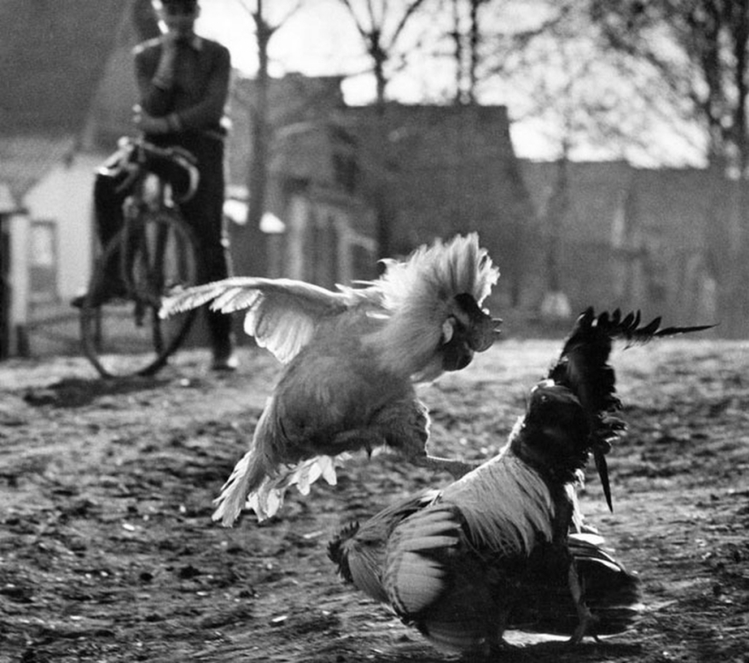 The best works of Russian photographers at World Press Photo 1955-2015