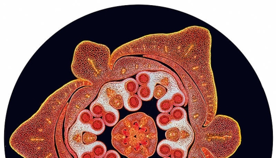 The bewitching beauty of the best scientific personnel of the year