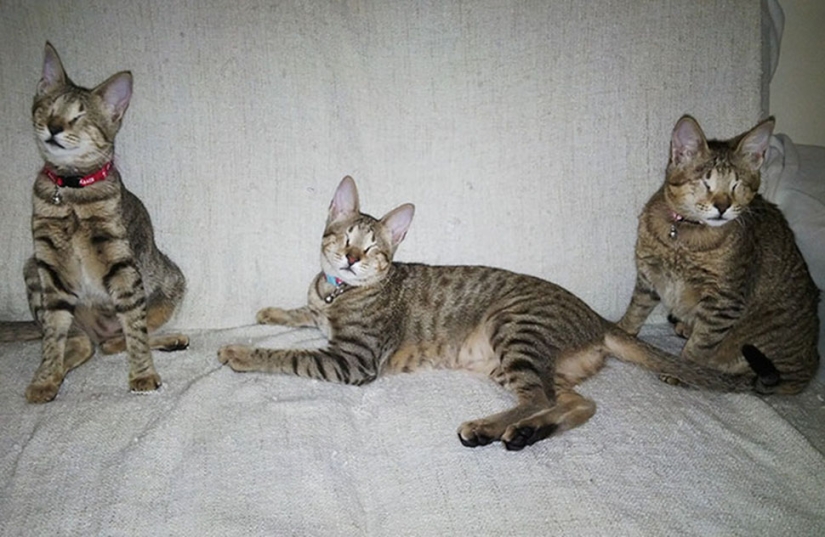The blind cat family has finally found a home The blind cat family has finally found a home