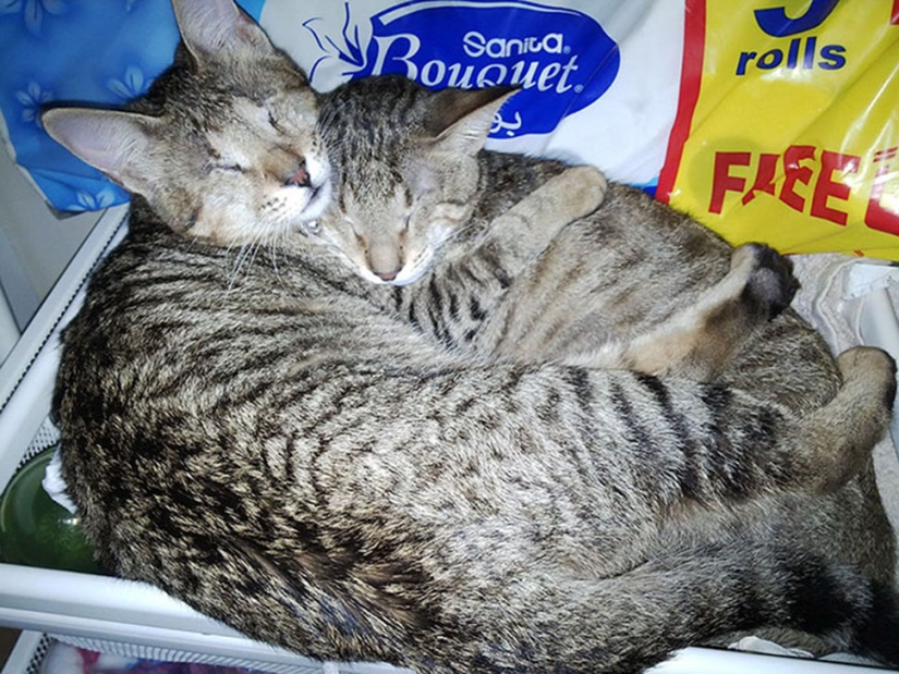 The blind cat family has finally found a home The blind cat family has finally found a home