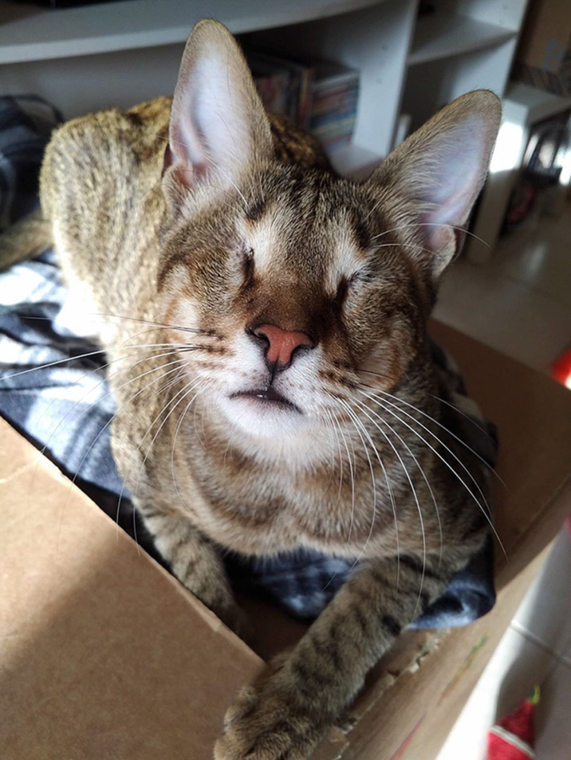 The blind cat family has finally found a home The blind cat family has finally found a home