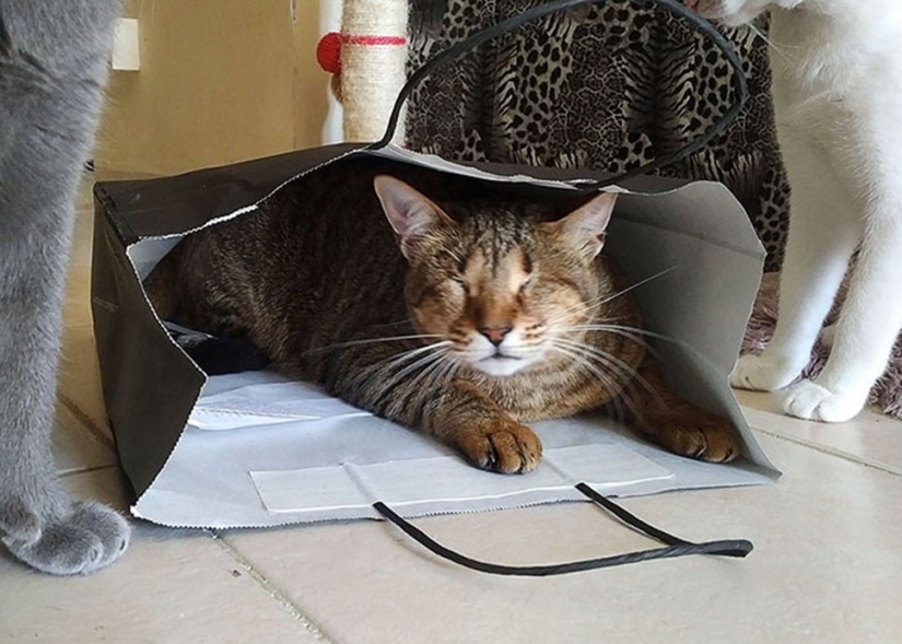 The blind cat family has finally found a home The blind cat family has finally found a home