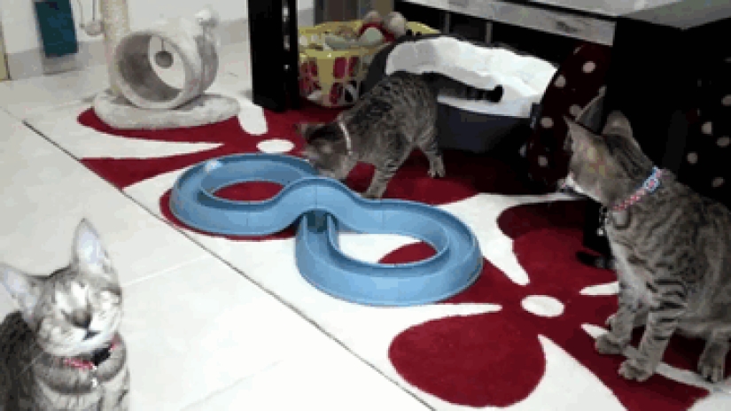 The blind cat family has finally found a home The blind cat family has finally found a home