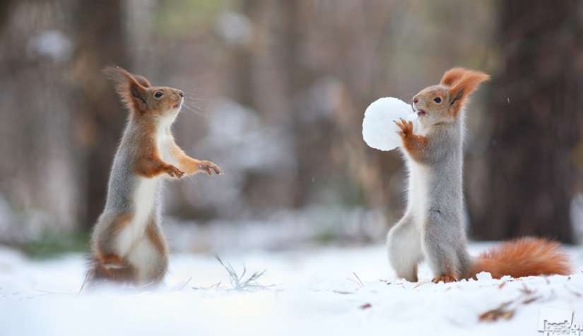 The brightest photos-winners of the Best of Russia — 2016 contest