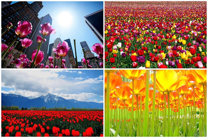 The brightest tulips from around the world
