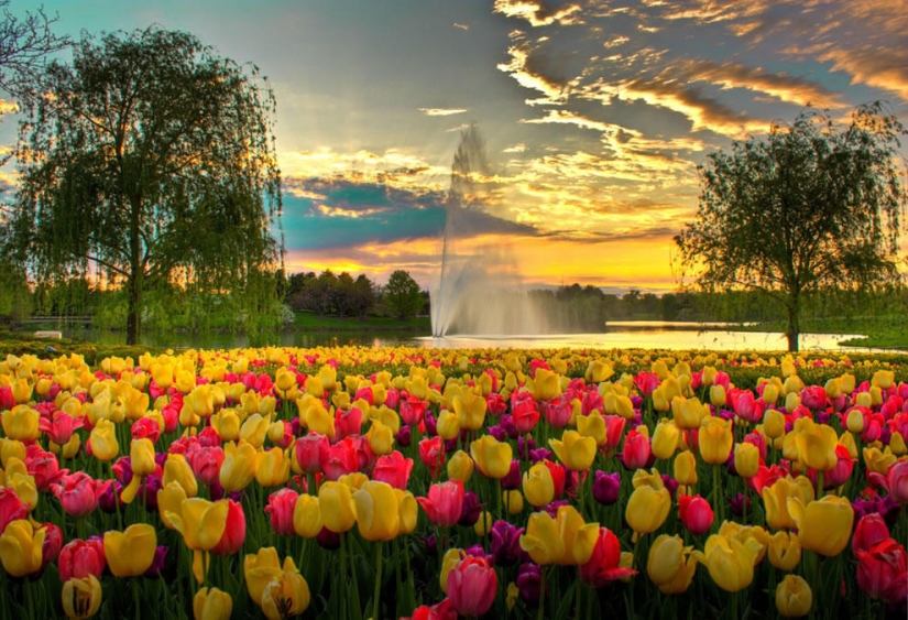 The brightest tulips from around the world