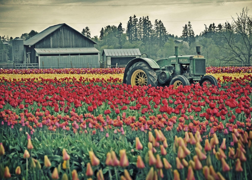 The brightest tulips from around the world