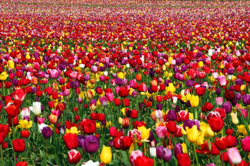 The brightest tulips from around the world