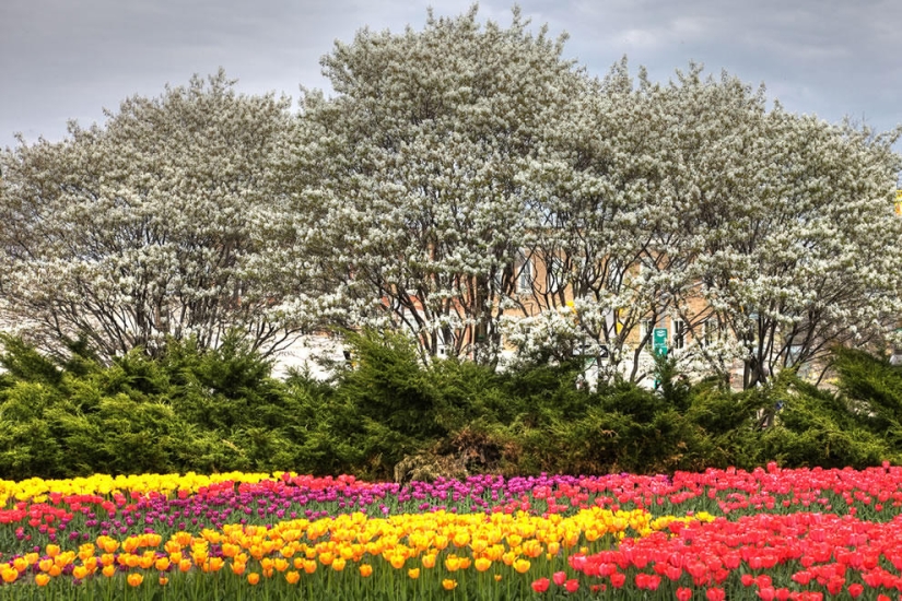 The brightest tulips from around the world