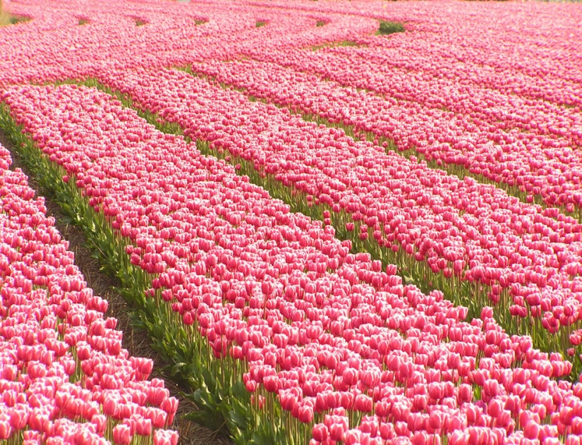 The brightest tulips from around the world