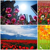 The brightest tulips from around the world