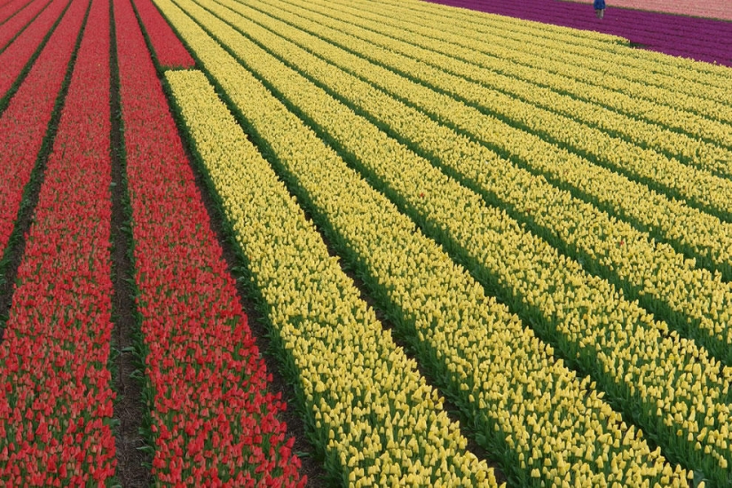 The brightest tulips from around the world