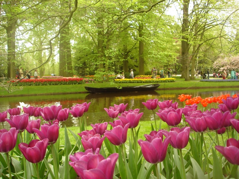 The brightest tulips from around the world
