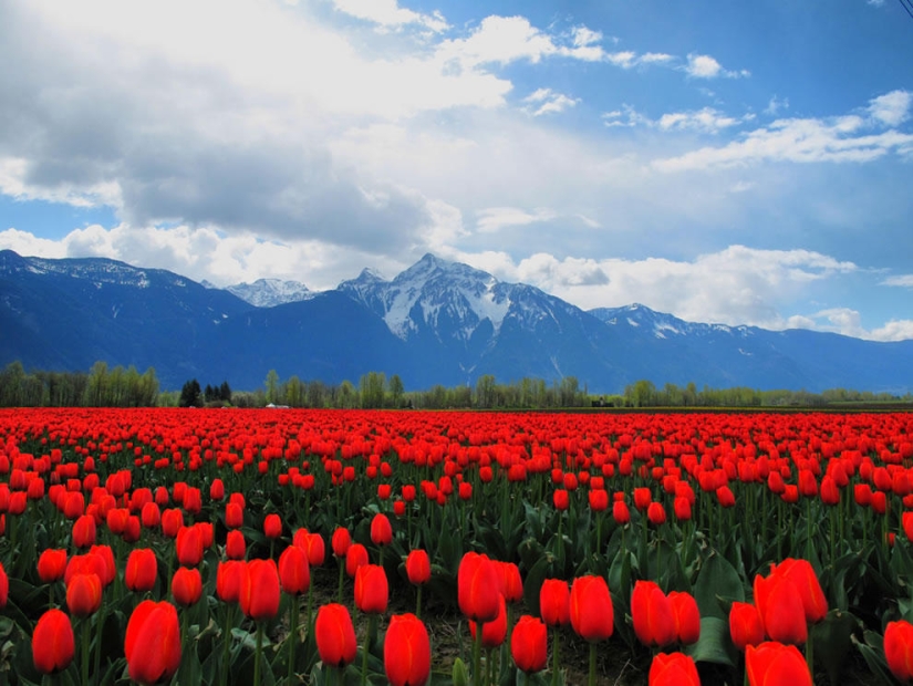 The brightest tulips from around the world
