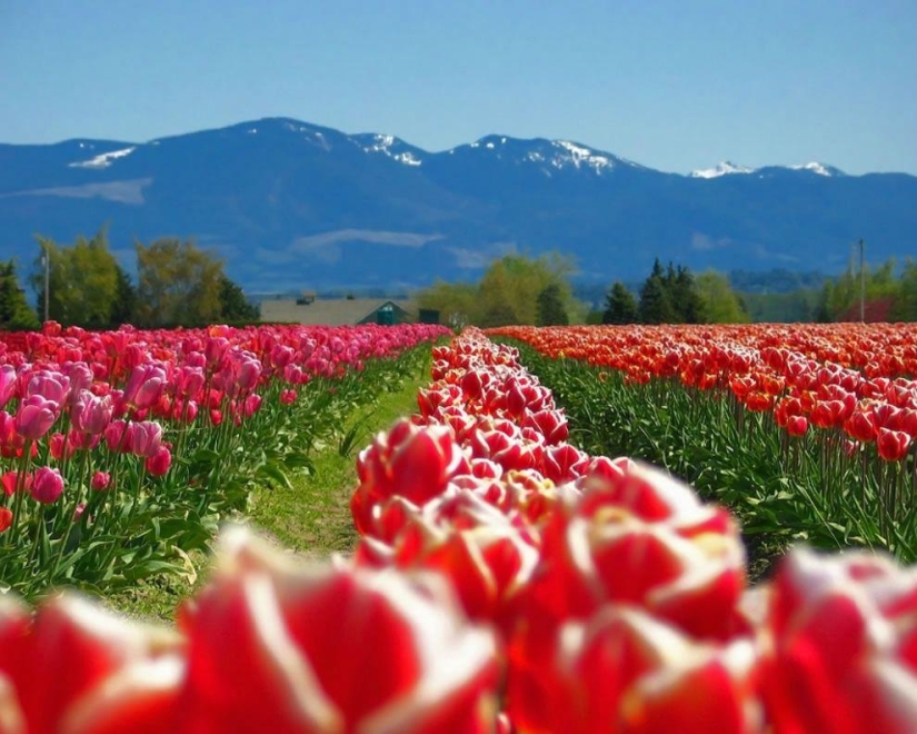 The brightest tulips from around the world