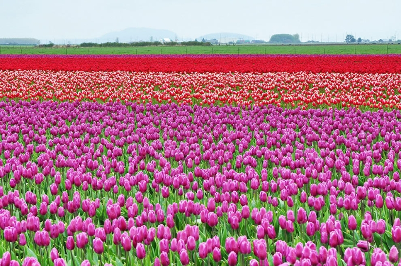 The brightest tulips from around the world