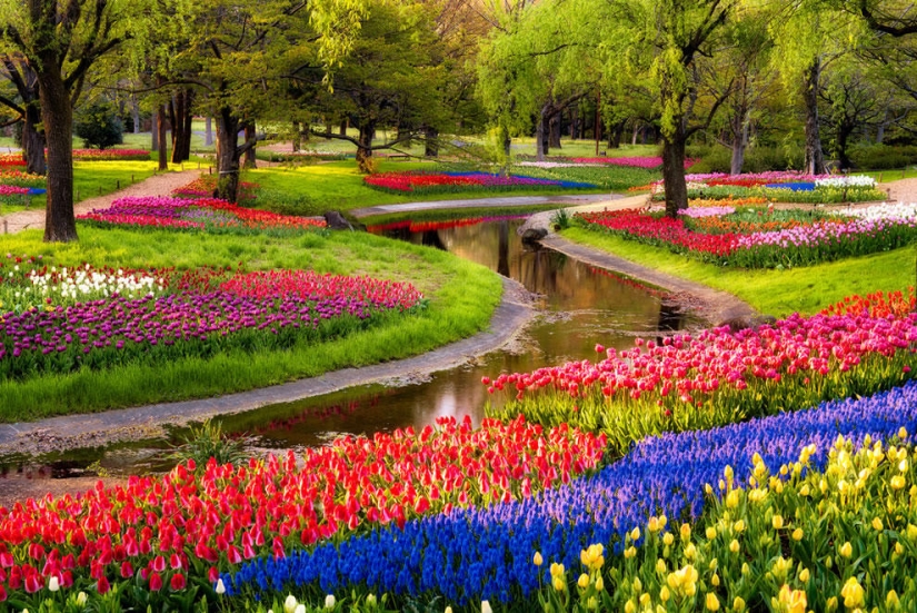 The brightest tulips from around the world