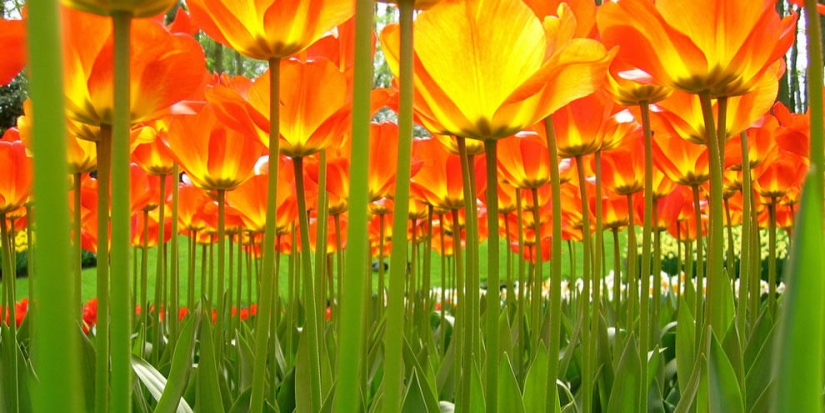 The brightest tulips from around the world