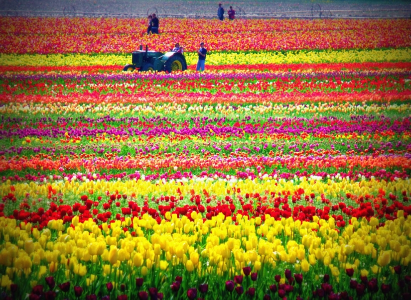 The brightest tulips from around the world