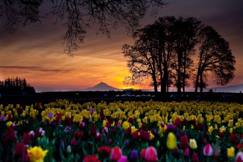 The brightest tulips from around the world
