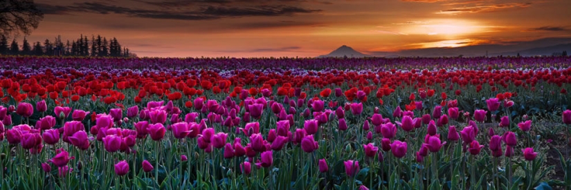 The brightest tulips from around the world