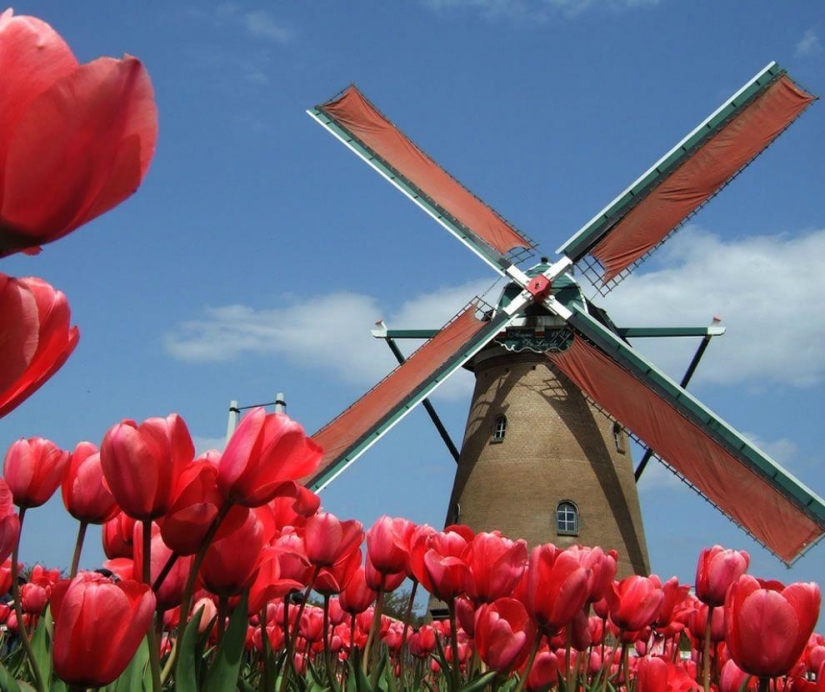 The brightest tulips from around the world