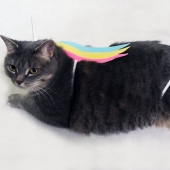 The cat Pushin from Facebook stickers got a living embodiment