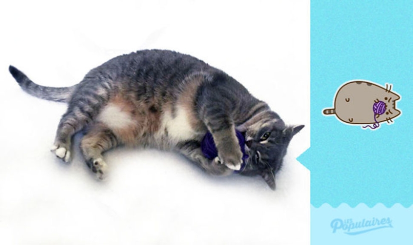 The cat Pushin from Facebook stickers got a living embodiment The cat Pushin from Facebook stickers got a living embodiment