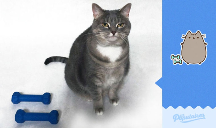 The cat Pushin from Facebook stickers got a living embodiment The cat Pushin from Facebook stickers got a living embodiment