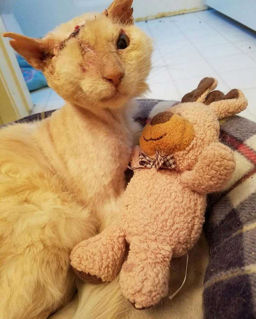 The cat was doused with acid, but he did not lose faith in people The cat was doused with acid, but he did not lose faith in people