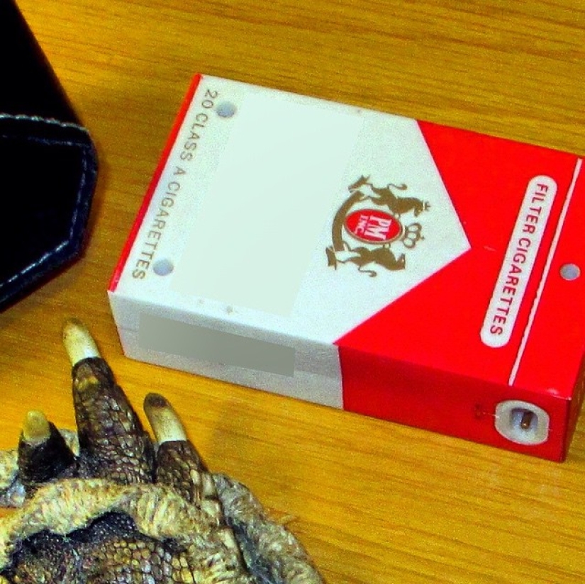 The craziest things people tried to carry on a plane