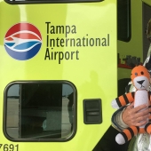 The Crazy Adventures of a Forgotten Tiger at Tampa Airport