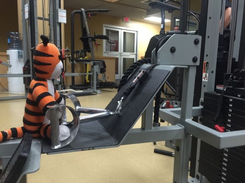 The Crazy Adventures of a Forgotten Tiger at Tampa Airport