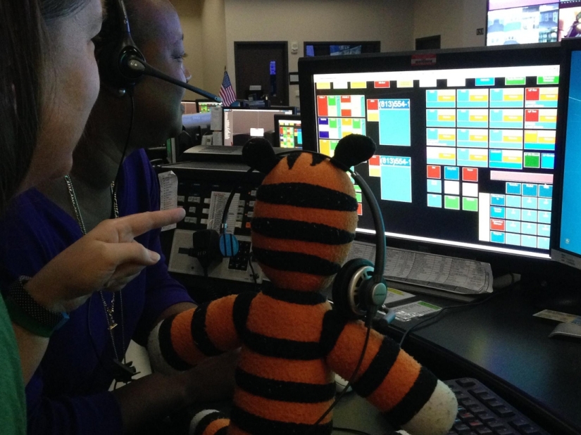 The Crazy Adventures of a Forgotten Tiger at Tampa Airport